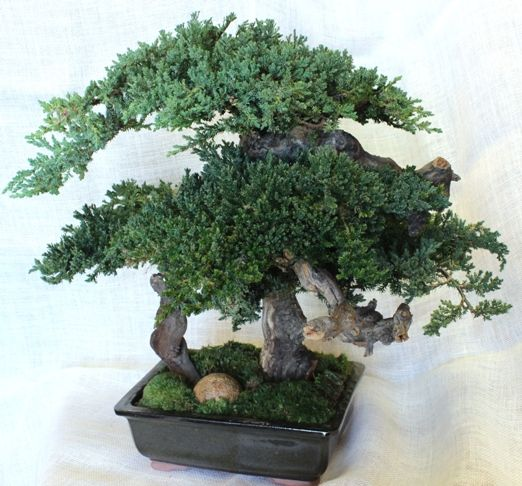 20 inch Monterey Bonsai Preserved Topiary